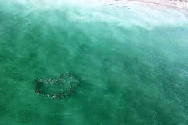 Khoảnh khắc đàn cá bơi tạo thành hình trái tim lớn giữa biển khơi