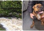 Chú chó siêu may mắn sống sót sau 7 ngày bị rơi xuống dòng sông chảy xiết