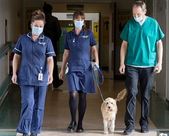 Chó trị liệu được giải 'Động vật của năm' với thành tích hỗ trợ nhân viên y tế