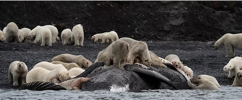Bức ảnh gấu Bắc cực ngủ trên tảng băng báo động về biến đổi khí hậu