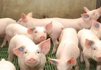 Giá lợn hơi xuất hiện mức 35.000 đồng/kg, rẻ hơn giá rau xanh