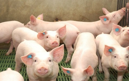 Giá lợn hơi xuất hiện mức 35.000 đồng/kg, rẻ hơn giá rau xanh