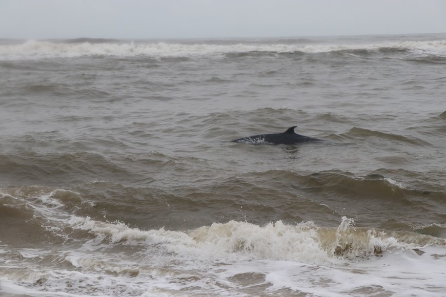 Cận cảnh giải cứu cá voi 3 tấn bị mắc cạn tại Thừa Thiên-Huế