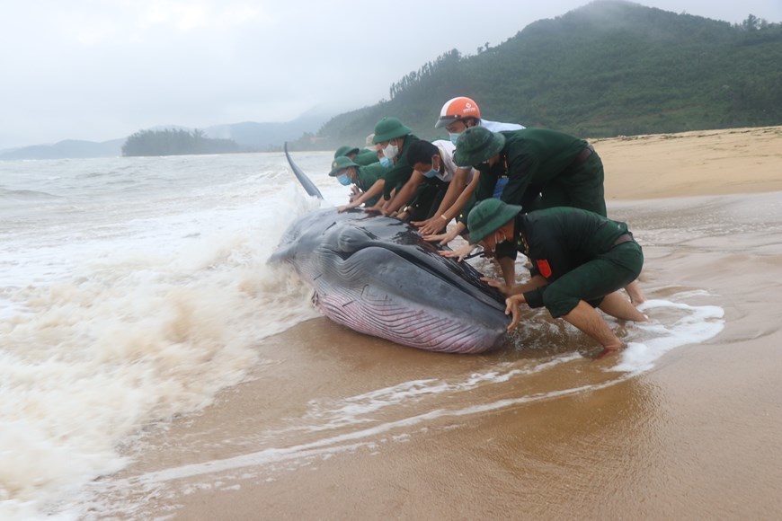 Cận cảnh giải cứu cá voi 3 tấn bị mắc cạn tại Thừa Thiên-Huế