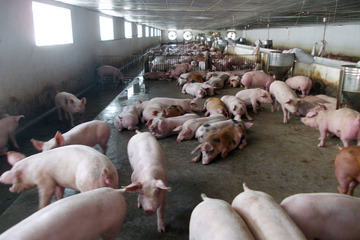 Chủ tịch Tập đoàn chăn nuôi lớn nhất miền Bắc: Cứ bán một con lợn lại lỗ mất một con