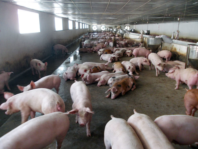 Chủ tịch Tập đoàn chăn nuôi lớn nhất miền Bắc: Cứ bán một con lợn lại lỗ mất một con