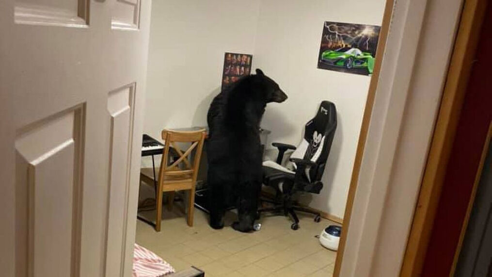 Giật mình nhìn thấy gấu đi lang thang vào nhà, phá nát màn hình máy tính