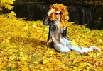 ‘Ngẩn ngơ’ với mùa thu vàng ở các nước trên thế giới