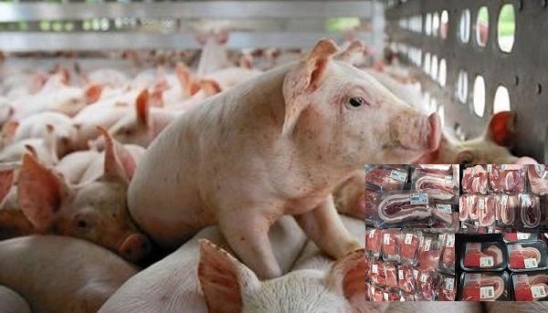 Giá lợn thấp, giá thịt cao, người nuôi thua lỗ, người tiêu dùng bị 'móc túi'