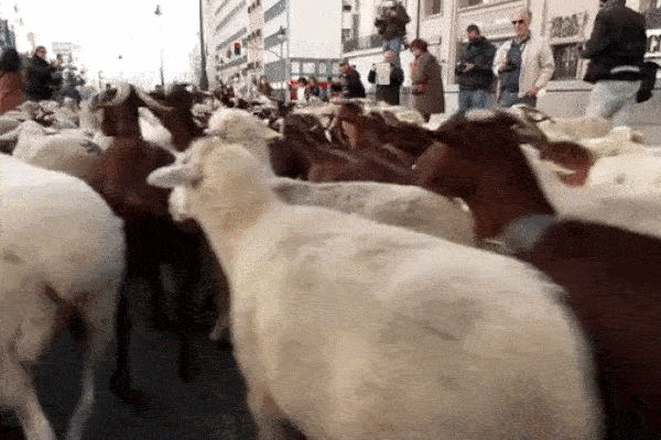Cừu tràn ra đầy đường, đổ bộ 'đánh chiếm' thủ đô Tây Ban Nha