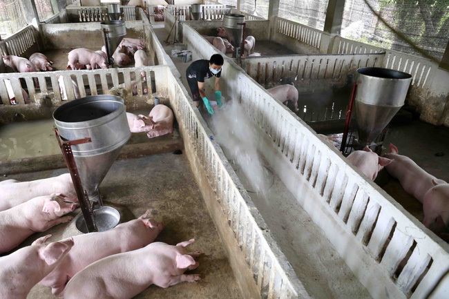 Bộ trưởng Lê Minh Hoan: Thông tin tồn đọng 8 triệu con lợn trong chuồng là không chính xác