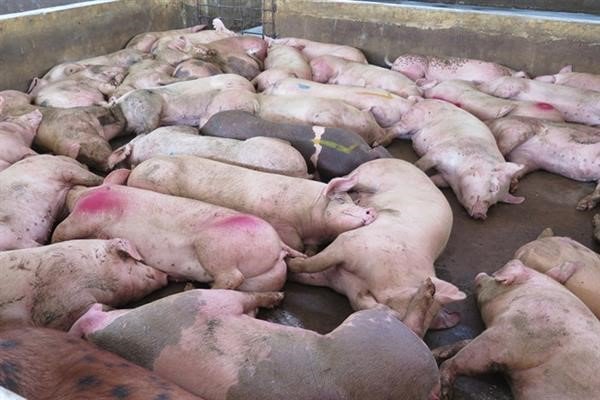 Không giết mổ, tiêu thụ lợn bệnh, lợn chết, sản phẩm của lợn bệnh