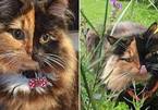 Mèo lạ mặt hai màu nổi tiếng thế giới do 'tai nạn' bẩm sinh hiếm gặp