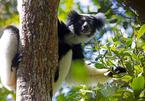 Phát hiện sốc vượn cáo ở Madagascar biết hát có nhịp điệu
