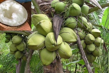 Hàng nghìn quả dừa sáp Trà Vinh vừa 'bay' sang Úc, mỗi quả có giá hơn nửa triệu đồng