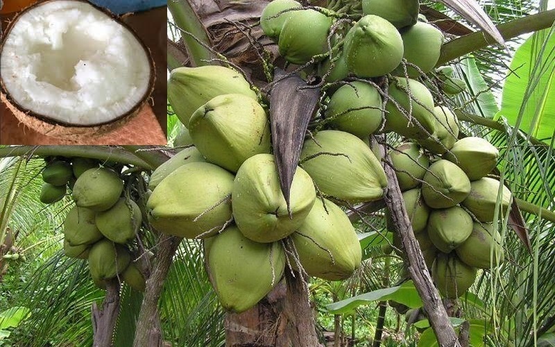 Hàng nghìn quả dừa sáp Trà Vinh vừa 'bay' sang Úc, mỗi quả có giá hơn nửa triệu đồng