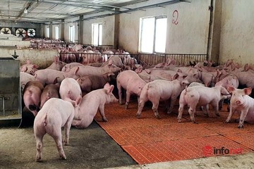 HTX chăn nuôi lợn ba máu ở Lạng Sơn: Đầu ra đắt hàng, hiệu quả kinh tế cao