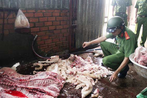 Giám sát chặt chẽ công tác giết mổ lợn do dịch tả Châu Phi