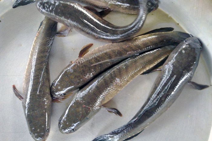 Phát hiện cá lóc thương phẩm tại Trà Vinh tồn dư hoá chất vượt quá mức cho phép