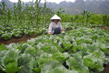 Phụ nữ với công tác sản xuất nông nghiệp xanh - sạch
