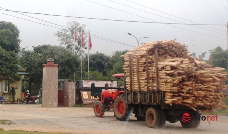Máy cày lắp moóc chở keo 'tung hoành' ở Nghệ An