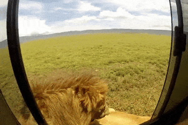 Hối hận vì mở cửa sổ ô tô trêu ghẹo sư tử trong chuyến tham quan thiên nhiên hoang dã