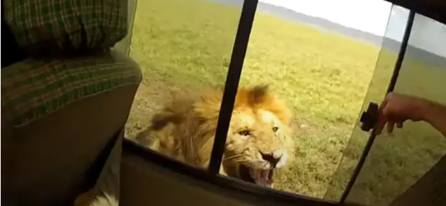 Hối hận vì mở cửa sổ ô tô trêu ghẹo sư tử trong chuyến tham quan thiên nhiên hoang dã
