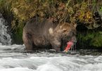 Cuộc thi kỳ lạ tìm kiếm đệ nhất gấu béo Alaska