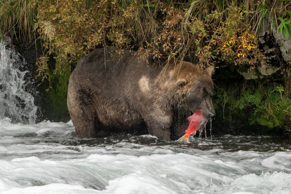 Cuộc thi kỳ lạ tìm kiếm đệ nhất gấu béo Alaska