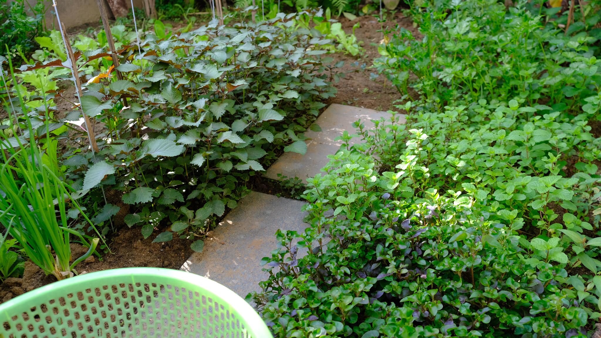 Thích mê vườn rau sân thượng đẹp như tranh của vợ chồng kiến trúc sư Đà Nẵng