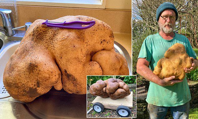 Choáng váng phát hiện ra củ khoai tây khủng nặng 8kg trong vườn nhà
