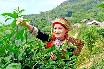 Tuyên Quang: Xây dựng thương hiệu chè Shan Tuyết Na Hang thành sản phẩm mũi nhọn
