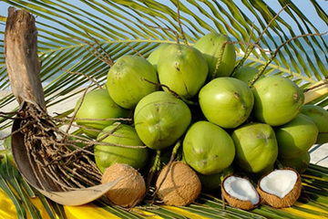 Bến Tre tổ chức hội nghị trực tuyến xúc tiến thương mại các sản phẩm dừa
