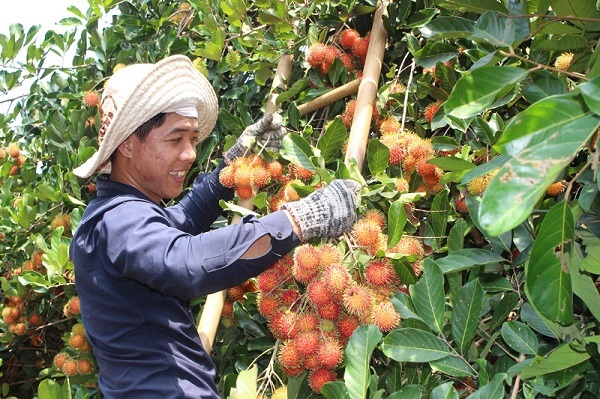 Đồng Nai: Đẩy mạnh phát triển sản phẩm OCOP góp phần nâng cao giá trị sản phẩm nông nghiệp ở Xuân Lộc