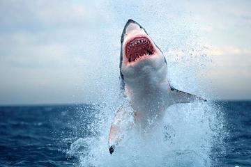 Cá mập lớn tấn công người trong vụ mất tích kỳ lạ tại Australia