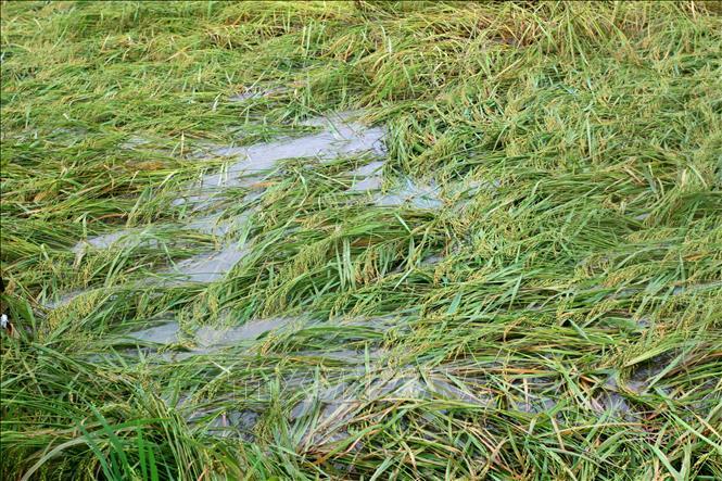 Bão số 7 gây mưa lớn diện rộng, gần 6.000 ha lúa ở Thái Bình bị ảnh hưởng