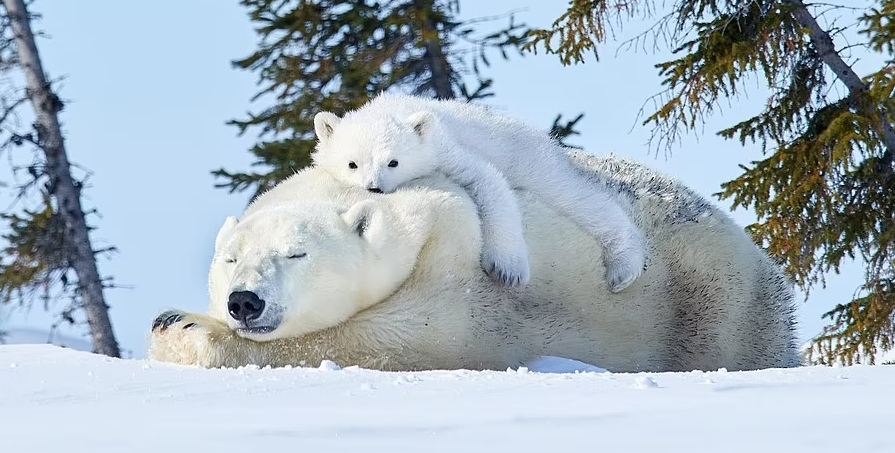 Khoảnh khắc hiếm hoi của gấu Bắc Cực sinh ba trong tự nhiên