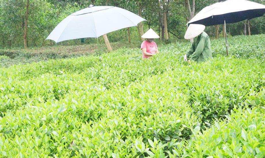 Thái Nguyên: Phát triển bền vững thương hiệu sản phẩm trà Thái Nguyên