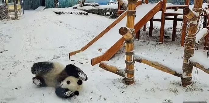 Cặp gấu trúc sinh đôi nghịch ngợm chơi trò cầu trượt sau cơn bão tuyết