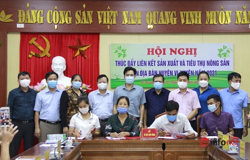 Hà Giang: Hợp tác xã kết nối với doanh nghiệp bao tiêu nông sản ở Vị Xuyên