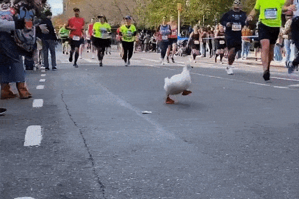 Vịt nổi tiếng tham gia cuộc thi marathon ở New York