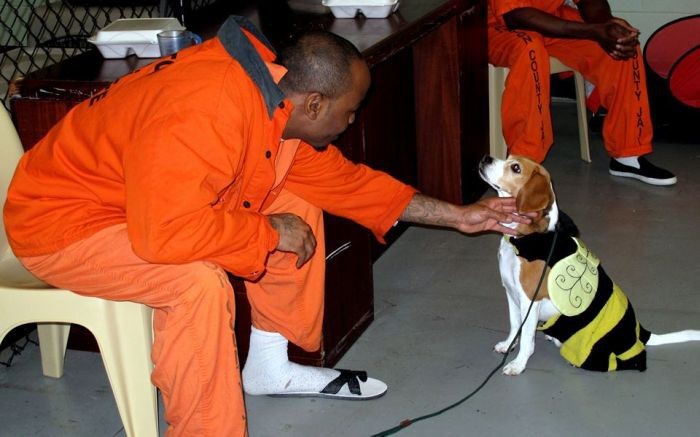 Tù nhân ở Thái Lan được phép nuôi thú cưng để chống lại bệnh trầm cảm