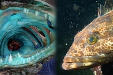 Kỳ lạ loài cá có 555 chiếc răng trong miệng, thịt màu xanh lam