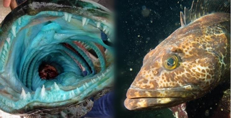 Kỳ lạ loài cá có 555 chiếc răng trong miệng, thịt màu xanh lam
