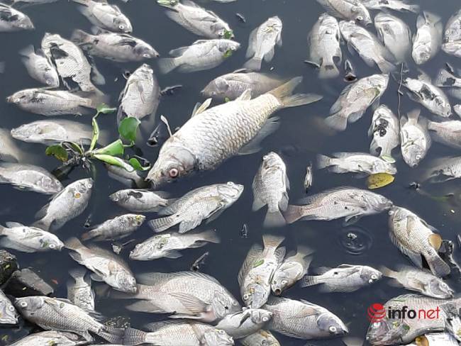 Đà Nẵng: Cá chết nổi trắng hồ Thạc Gián, mùi nồng nặc ngộp thở