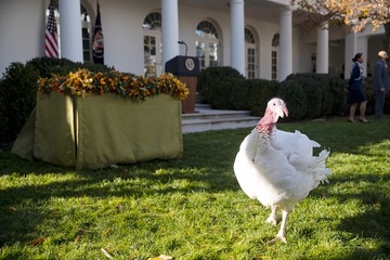 Những chú gà tây mà ông Biden sẽ ân xá được ở trong phòng khách sạn hạng sang
