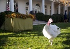 Những chú gà tây mà ông Biden sẽ ân xá được ở trong phòng khách sạn hạng sang