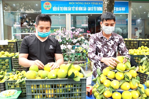 Hà Giang: Tuần lễ giới thiệu đặc sản cam Vàng Hà Giang và nông sản huyện Bắc Quang