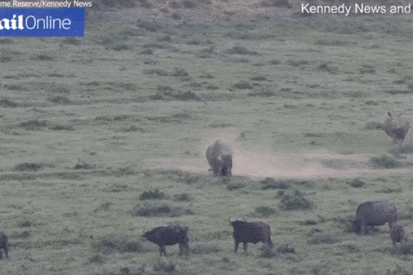 Liều lĩnh đối đầu trực tiếp với tê giác nặng 2,5 tấn, trâu rừng nhận cái kết bất ngờ