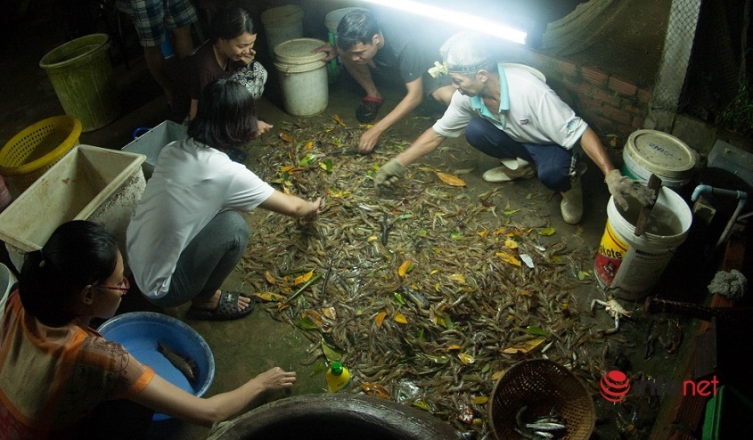 Kiến trúc sư trẻ bỏ Sài thành về quê nuôi tôm rừng, tạo việc làm cho hàng chục người